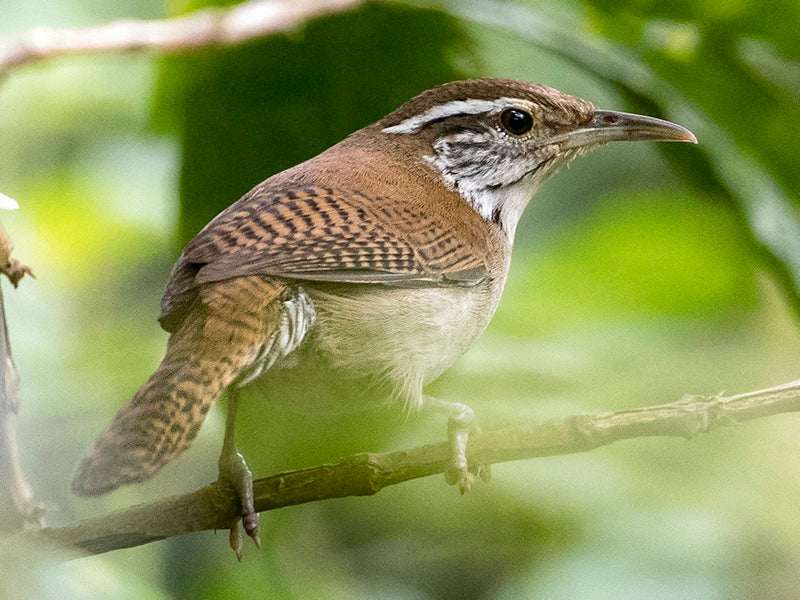 Niceforo's Wren, Troglodytidae, Thryophilus nicefori, Cucarachero de Nicéforo