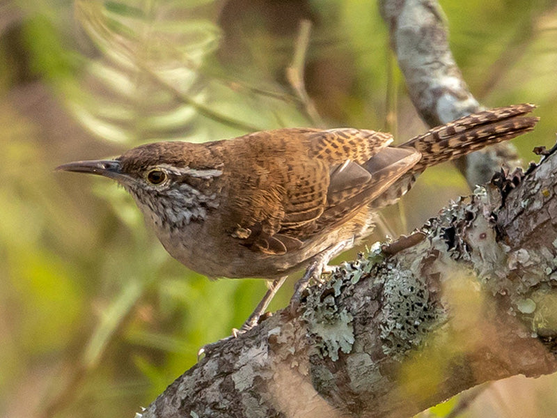 Niceforo's Wren, Thryophilus nicefori , Cucarachero de Nicéforo