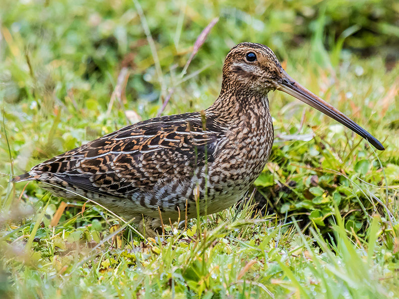 Noble Snipe, Gallinago nobilis, Becasina Paramuna