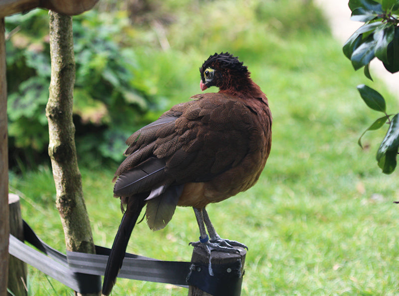 Nocturnal curassow, Nothocrax urumutum, Paujil Nocturno