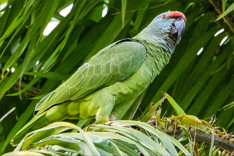 Northern Festive Amazon, Amazona bodini, Lora Festiva Norteña