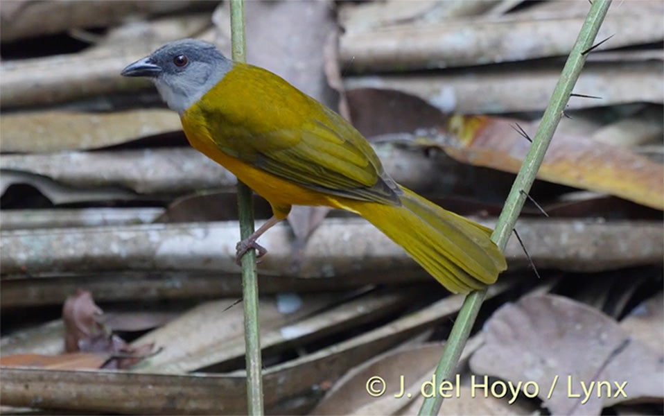 Nothern Gray-headed Tanager,
