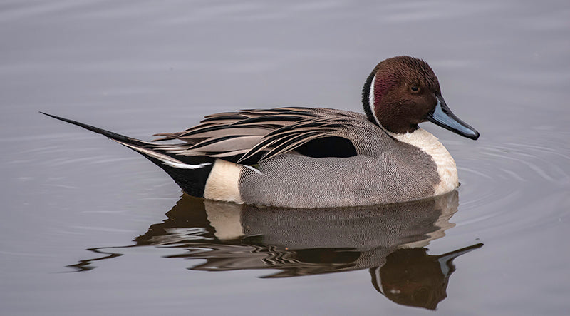 northern pintail, Anas acute