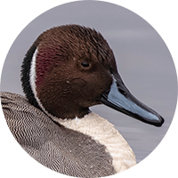 Northern pintail and in Spanish Pato-rabo-de-gallo