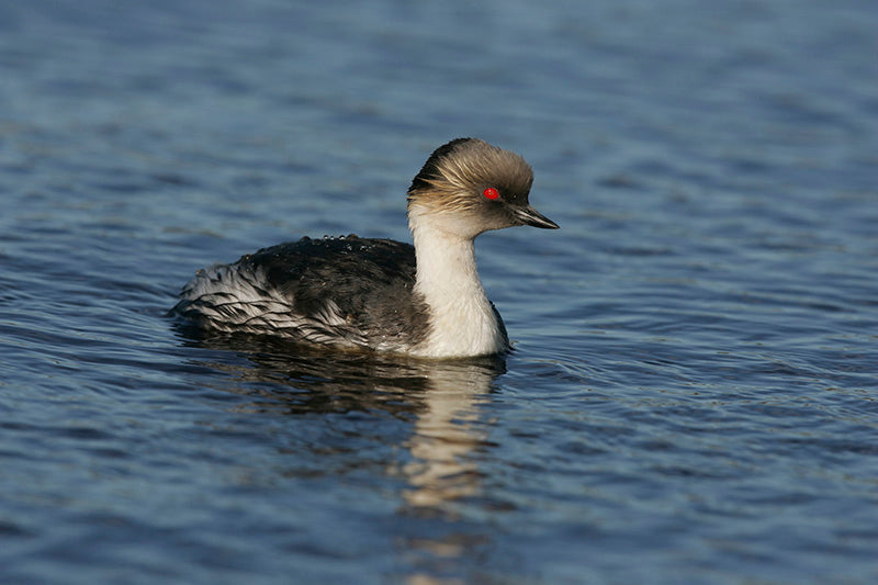 Northern silvery grebe, Podiceps juninensis, Plateado Norteño