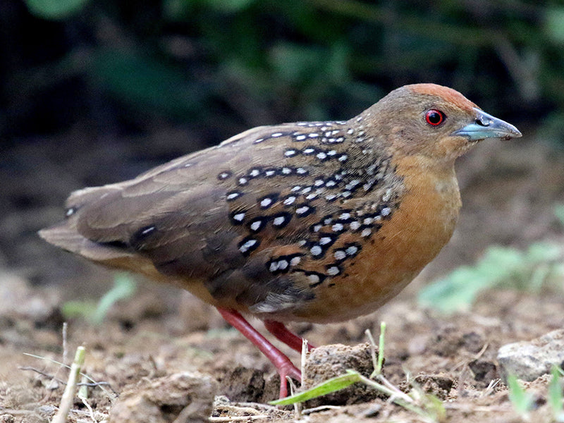 Ocellated Crake, Micropygia schomburgkii, Polluela Ocelada