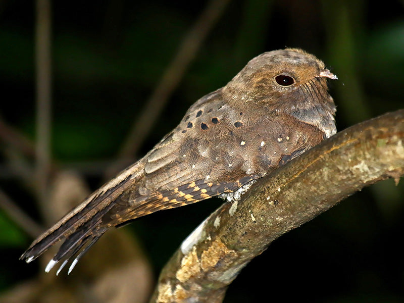 Ocellated Poorwill, Nyctiphrynus Ocellatus, Guardacaminos Ocelado