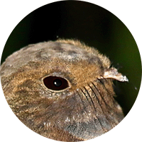 Ocellated Poorwill, Nyctiphrynus ocellatus,  Guardacaminos Ocelado