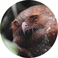 Oilbird, Guácharo, Steatornis caripensis