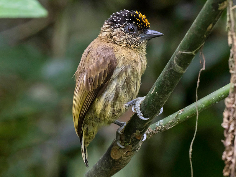 Olivaceous Piculet, Picumnus olivaceus, Carpinterito Oliváceo