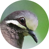 Olive-back Quail-dove, Leptotrygon veraguensis, Paloma-perdiz Carlanca