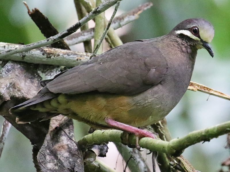 Olive-backed Quail-dove, Leptotrygon veraguensis, Spanish Name: Paloma-perdiz Cariblanca