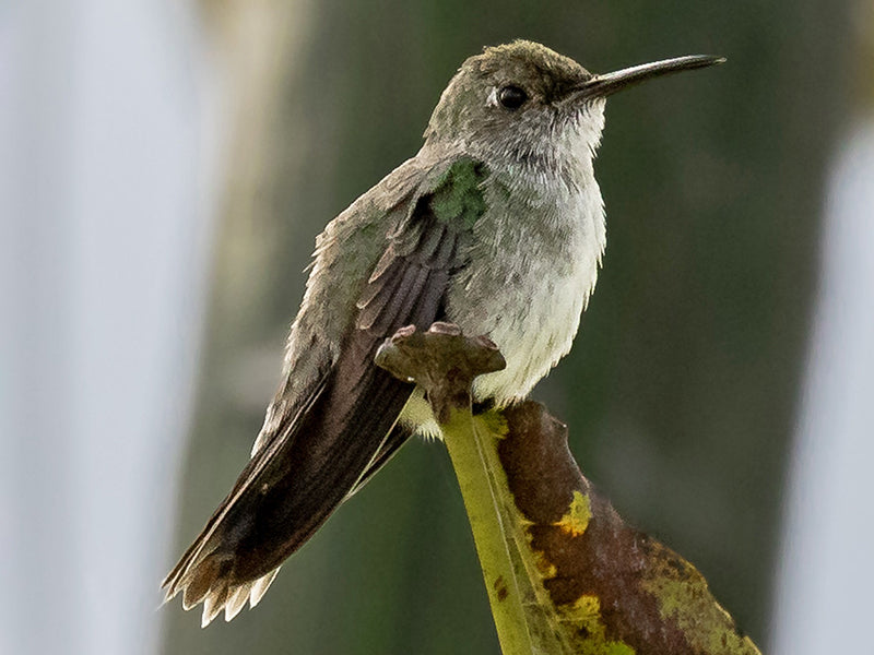 Olive-spotted Hummingbird, Talaphorus chlorocercus, Colibrí Moteado