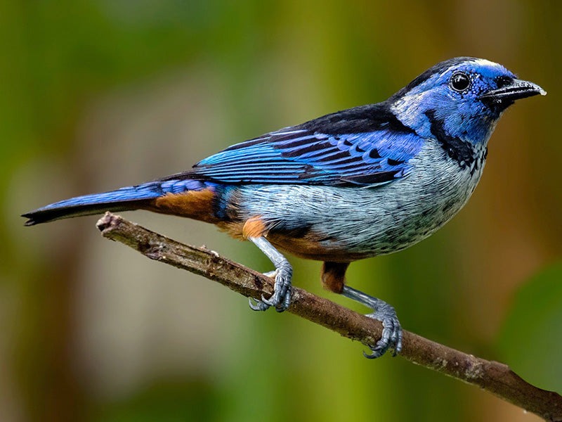 Opal-rumed Tanager, Tangara velia, Tangará Culiopalina