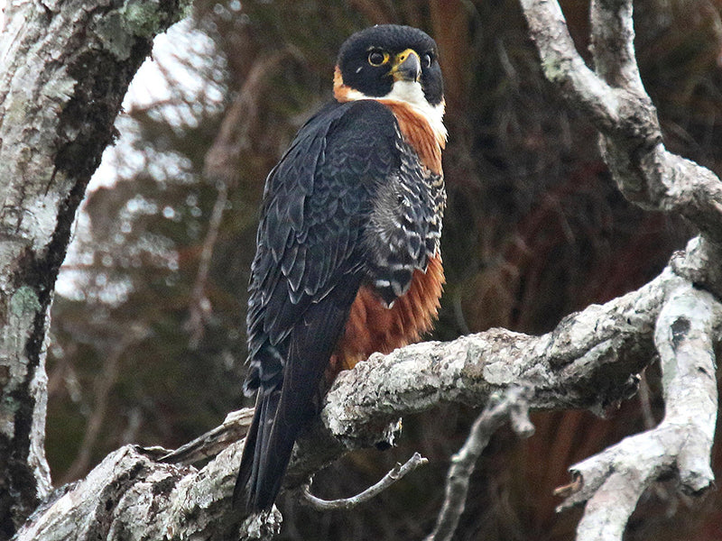 Orange-breasted Falcon, Falco deiroleucos, Halcón Colorado