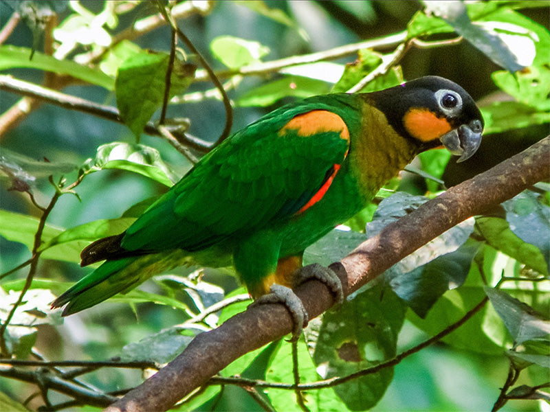 Orange-cheeked Parrot, Pyrilia barrabandi, Cotorra Cabecinegra