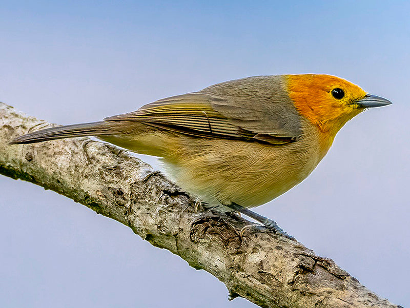 Orange-headed Tanager