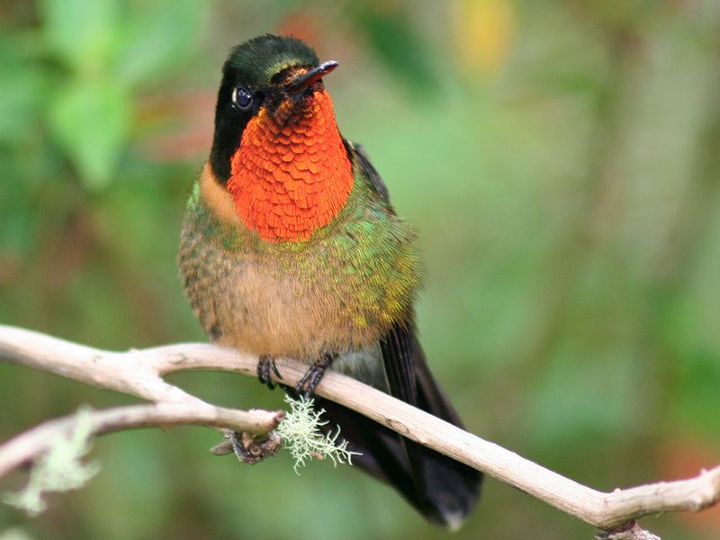 Orange-throated Sunangel, Heliangelus mavors, Ángel Gorginaranja