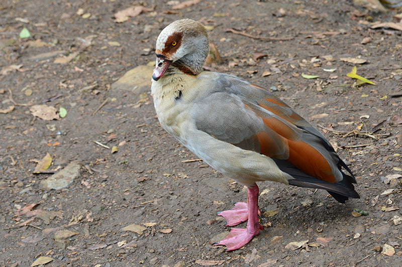 orinoco goose, pato carretero, Oressochen jubatus