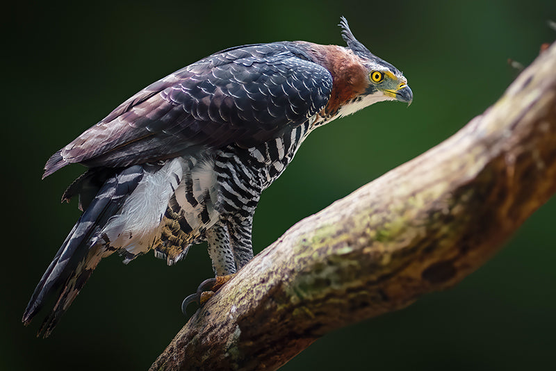 Ornate Hawk-eagle, Spizaetus ornatus, Aguila Coronada