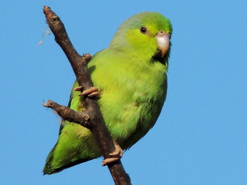 Pacific Parrotlet, Forpus coelestis, Periquito Pacífico