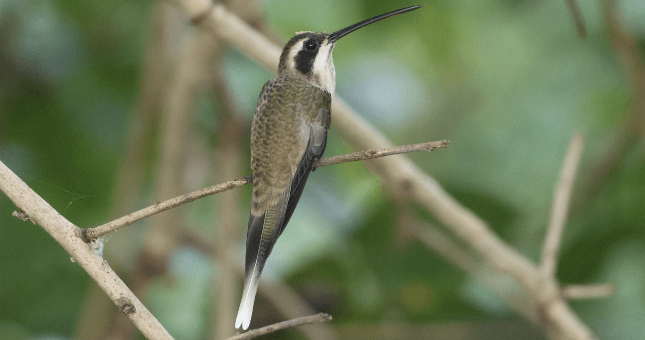 Pale-bellied Hermit, Phaethornis anthophilus, Ermitaño Carinegro