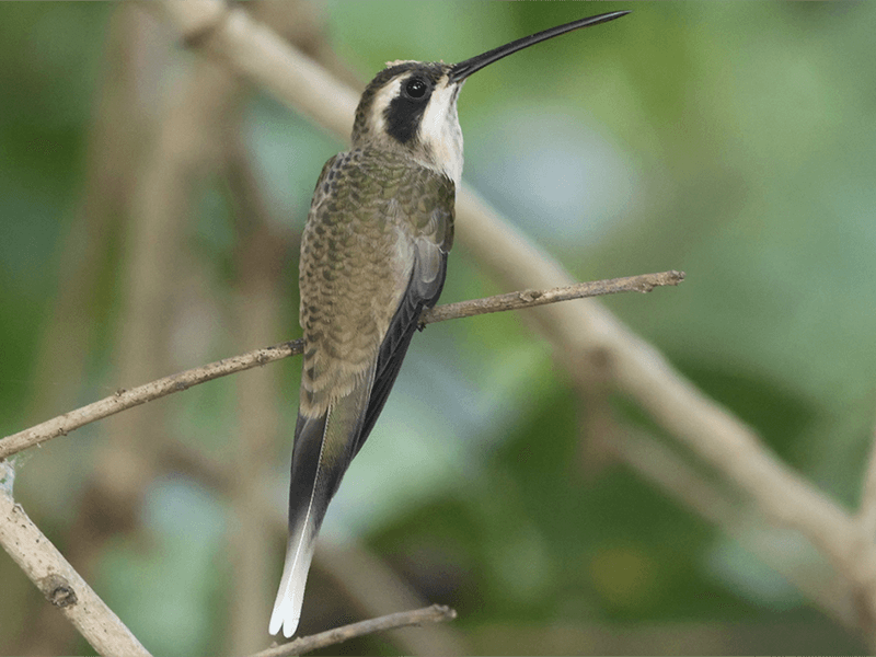 Pale-bellied Hermit, Phaethornis anthophilus, Ermitaño Carinegro