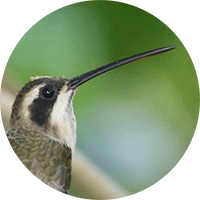 Pale-bellied Hermit, Phaethornis anthophilus, Ermitaño Carinegro