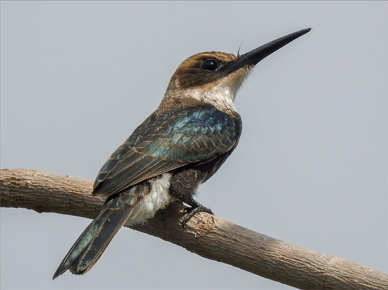 Pale-headed Jacamar, Brachygalba goeringi, Jacamar Cabeciblanco