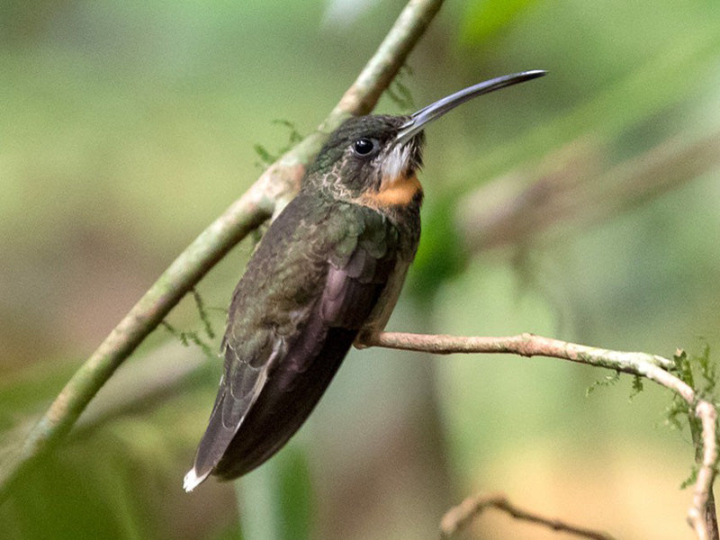 Pale-tailed Barbthroat, Ermitaño Coliblanco, Threnetes leucurus