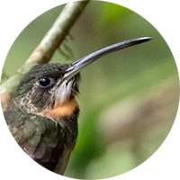 Pale-tailed Barbthroat, Threnetes leucurus, Ermitaño Coliblanco