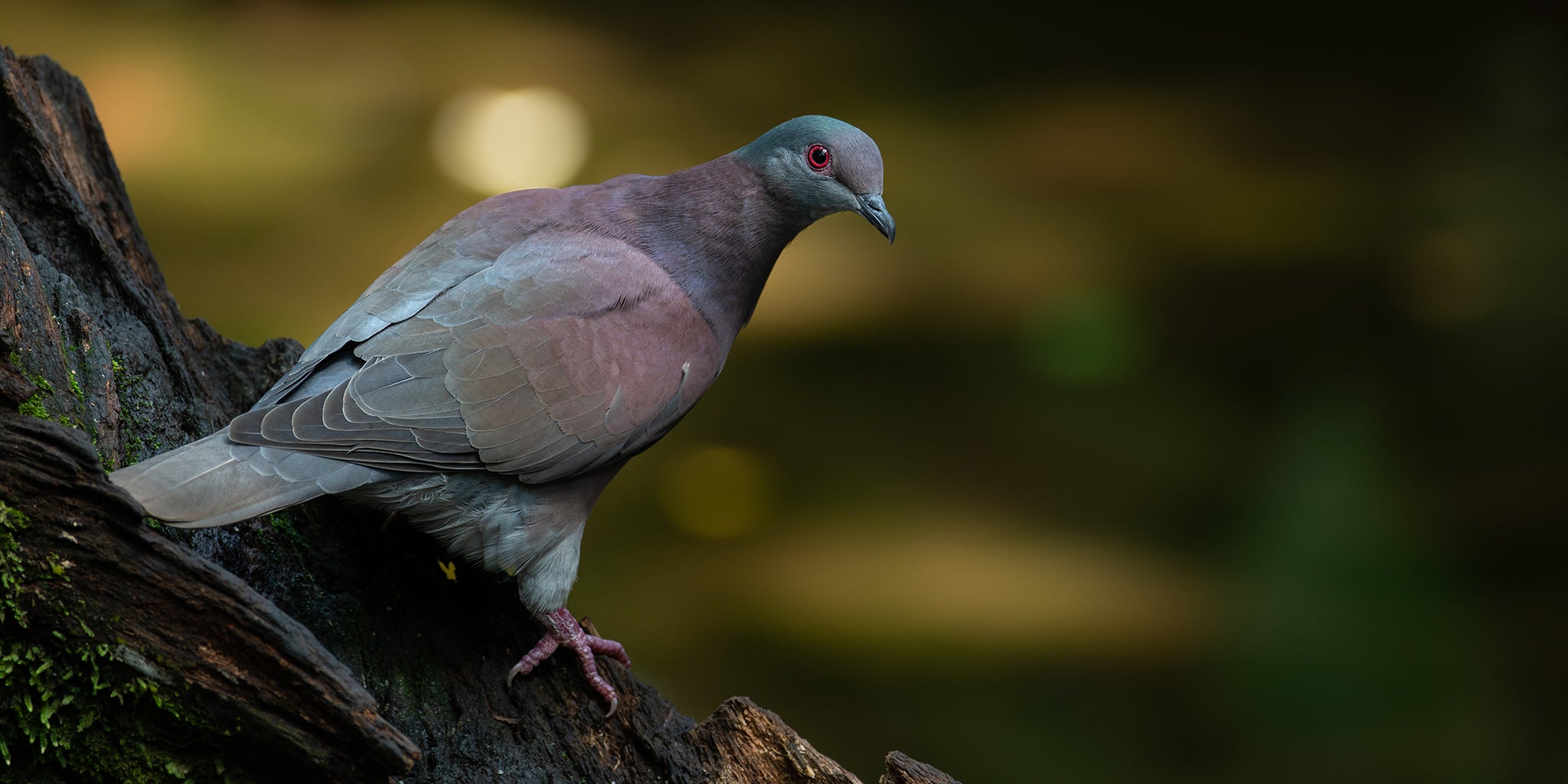 Pale-vented Pigeon, Patagioenas cyennensis, Paloma Morada