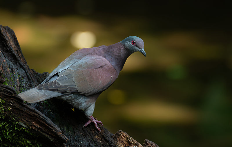 Pale-vented pigeon, Paloma Morada, Patagioenas cayennensis