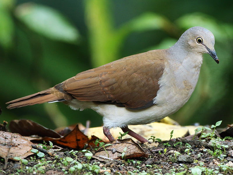 Leptotila pallida, Tórtola Pálida, Pallid dove