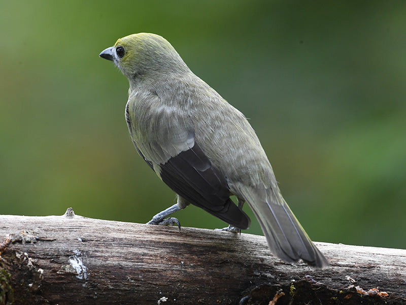 Olive Palm Tanager, 