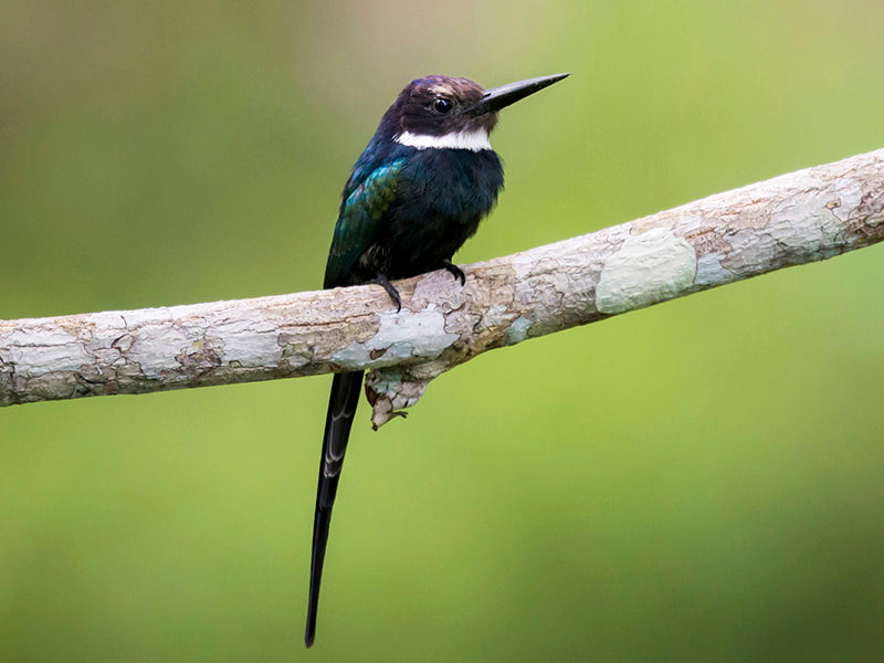 Paradise Jacamar, Galbula del, Jacamar Negro