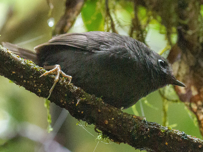 Paramillo Tapaculo, Scytalopus canus, Tapaculo de Paramillo