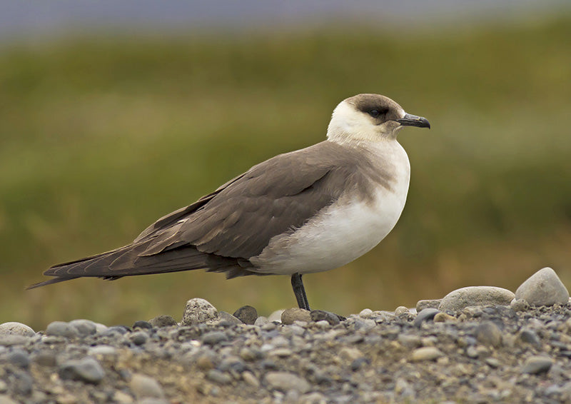 skuas, parasitic jaeger arctic skua, charadriiformes, stercorariidae
