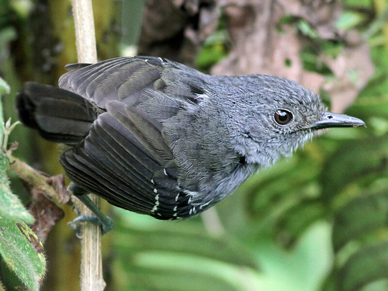 Parker's Antird, Cercomacroides parkeri, Hormiguero de Parker