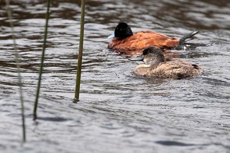 male and female andean duck, pato andino, Oxyura ferruginea