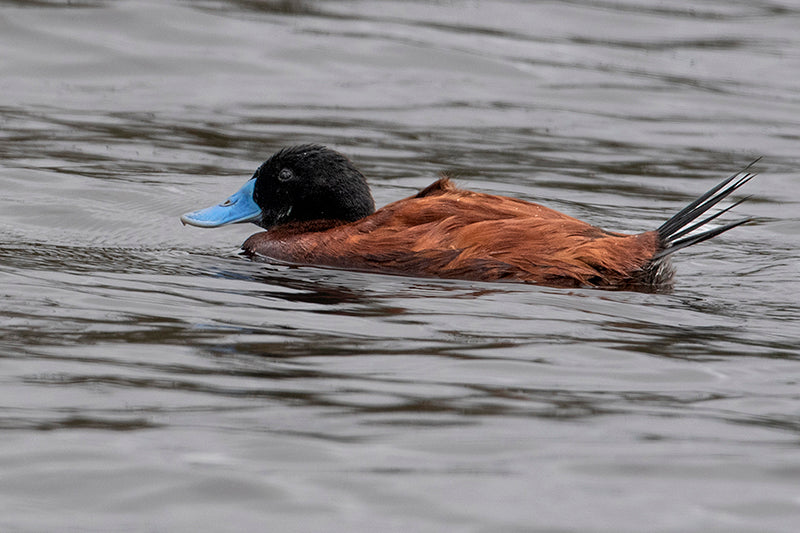 andean duck, pato andino, Oxyura ferruginea