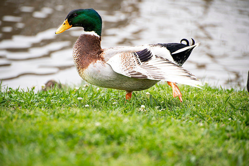 pato real, a beautiful duck mallard