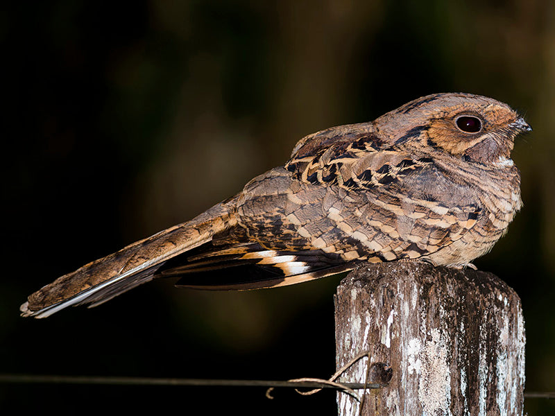 Common Pauraque, Pauraque, Bujio, Nyctidromus albicollis