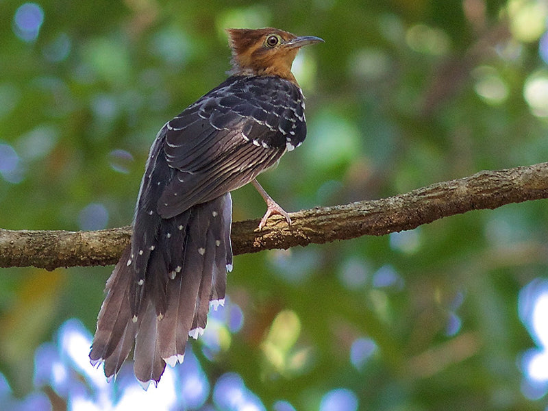 Pavonine Cuckoo, Dromococcyx pavoninus, Cuco Pavonino