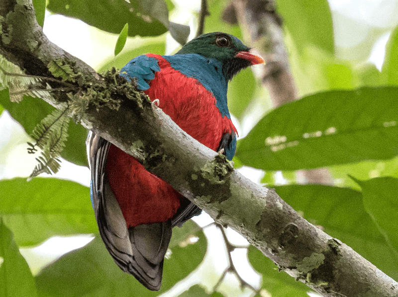 Pavonine Quetzal, Pharomachrus pavoninus, Quetzal Amazonico