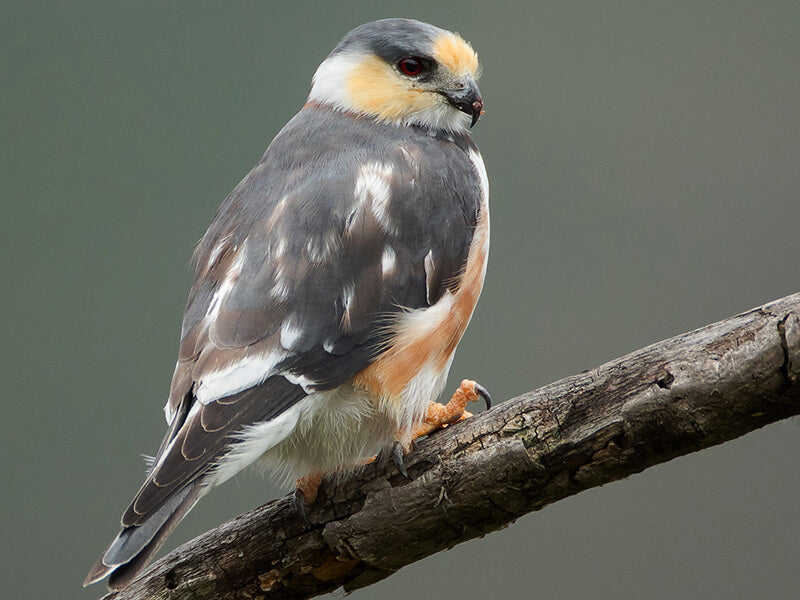 Pearl Kite, Gampsonyx swansonii,  Gaviloncito Perlado