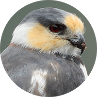 Pearl Kite, Gampsonyx swansonii,  Gaviloncito Perlado