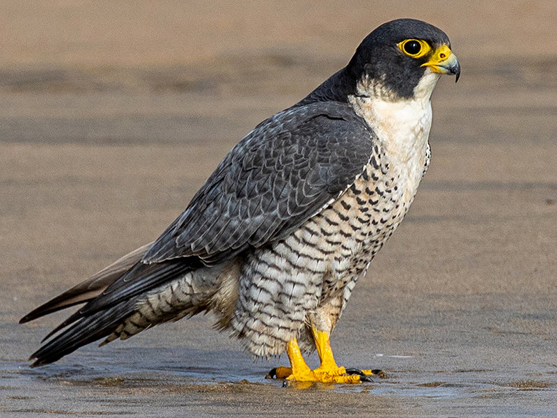 Peregrine-falcon, Falco peregrinus, Halcón Peregrino