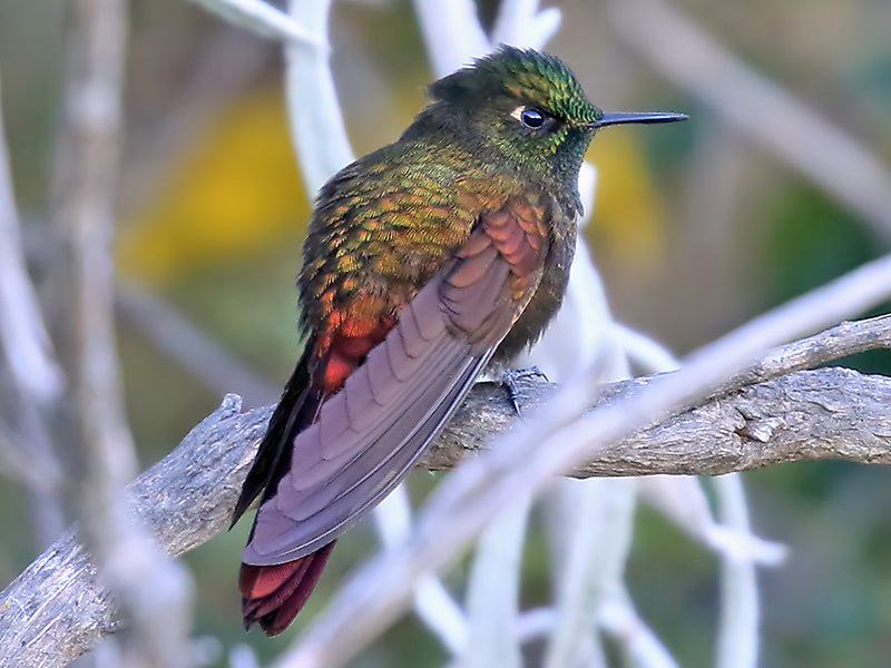 Metallura iracunda, Metalura de Perijá, Perija Metaltail