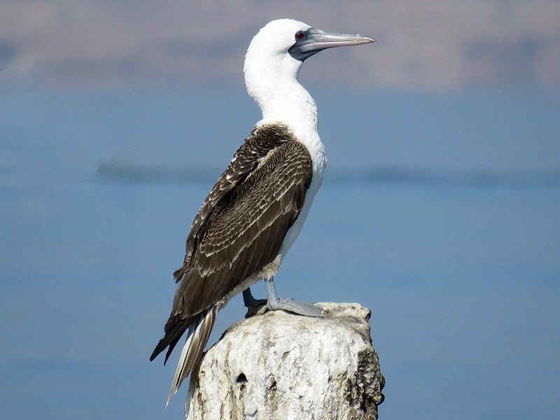 Peruvian Booby, Sula variegata,: Piquero Peruano